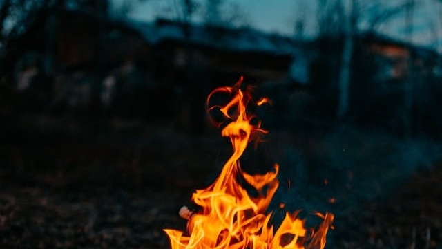 Imagen de: Los nombres del bosque